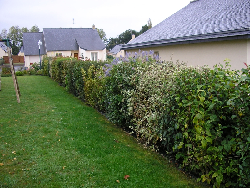 Comment réaliser une haie fleurie en Bretagne ?