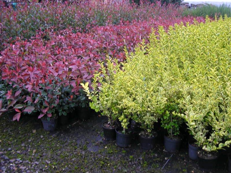 production arbustes haies Bretagne
