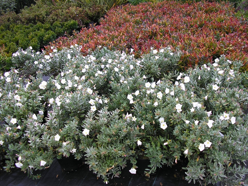 production arbustes de rocaille Bretagne