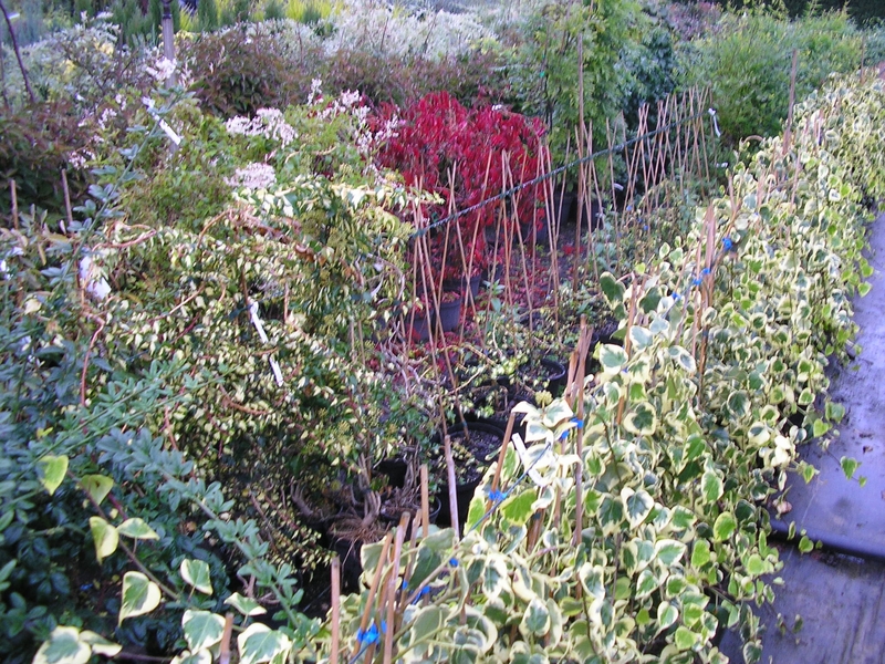 production plantes Bretagne