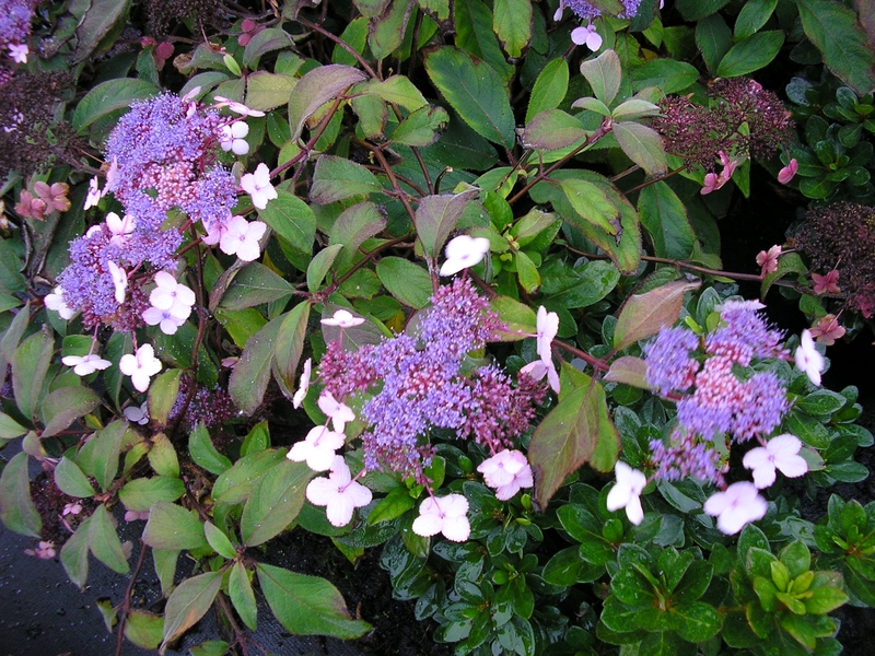 production plantes de terre de bruyère Bretagne