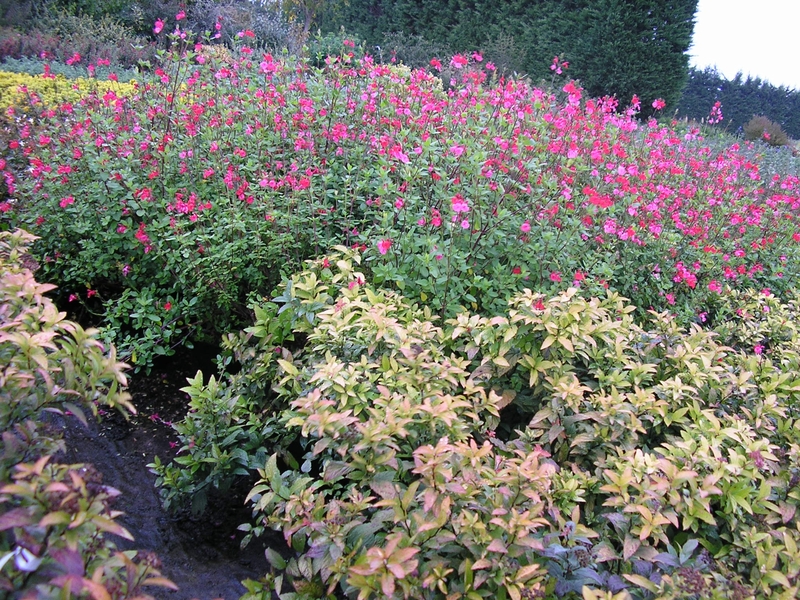 production plantes vivaces Bretagne