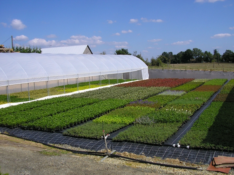 Serre de production des Pépinières Holder